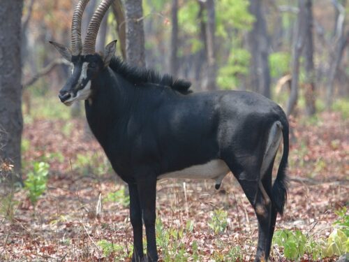 Angola: nuovi impegni per salvare la Palanca Negra, l’antilope nera simbolo del Paese