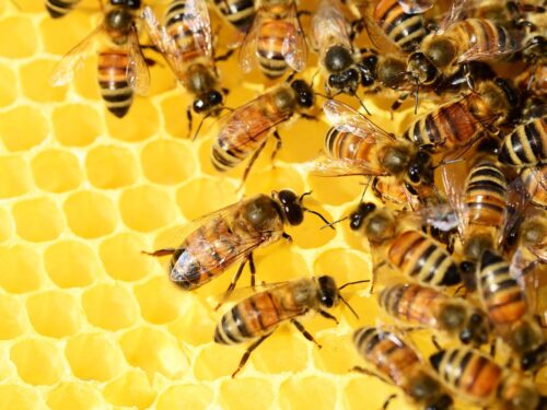 Angola: nella provincia di Malanje torna la produzione di miele. Simbolo di normalità e resilienza e nuova opportunità per gli agricoltori