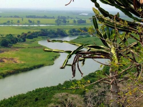 Angola: un miliardo di nuovi alberi contro il cambiamento climatico